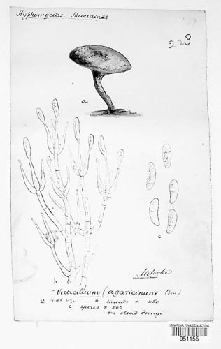 Cladobotryum verticillatum image